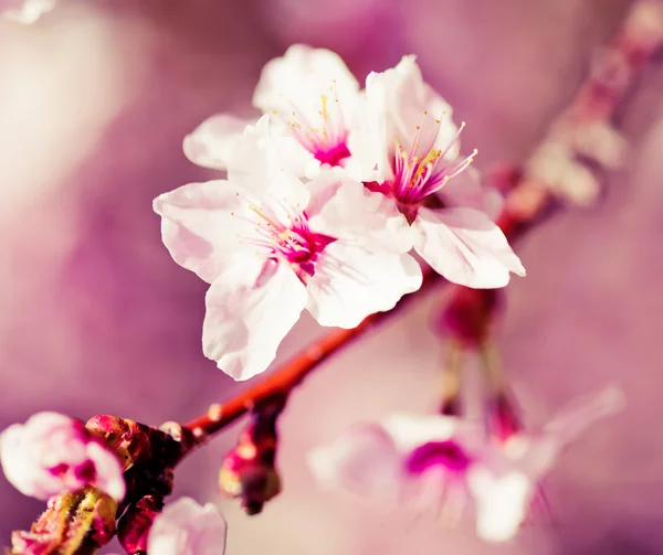 Egy virágzó ága almafa — Stock Fotó