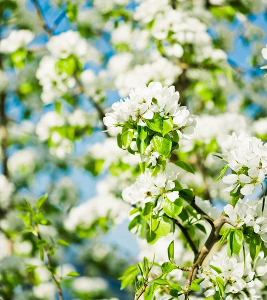 Une branche florissante de pommier — Photo