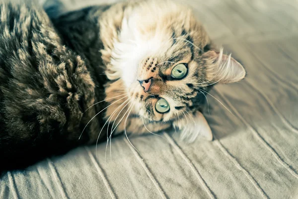 Gato deitado na cama — Fotografia de Stock