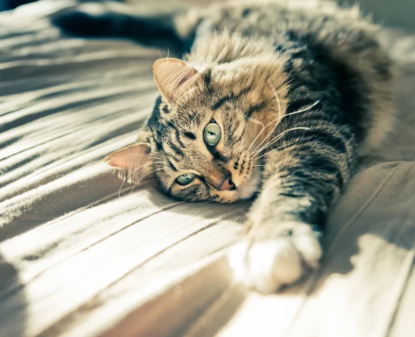 Γάτα ξαπλωμένη στο κρεβάτι — Φωτογραφία Αρχείου
