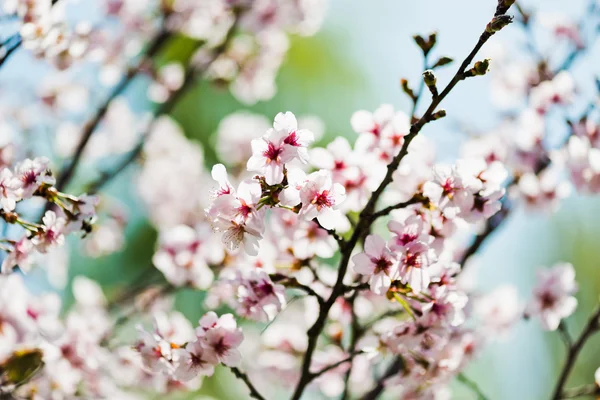 Une branche florissante de pommier — Photo