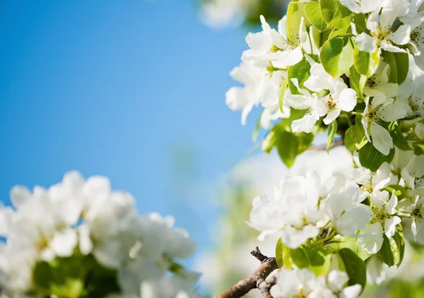 Çiçek açan bir elma ağacı dalı — Stok fotoğraf