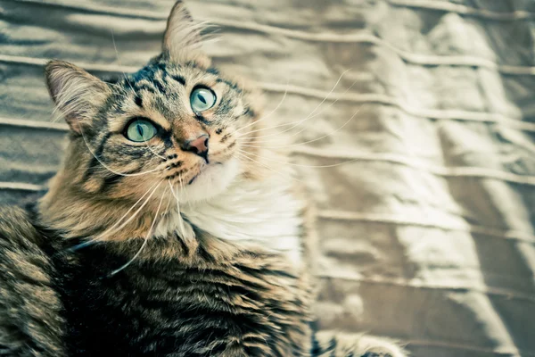 Katze liegt auf Bett — Stockfoto