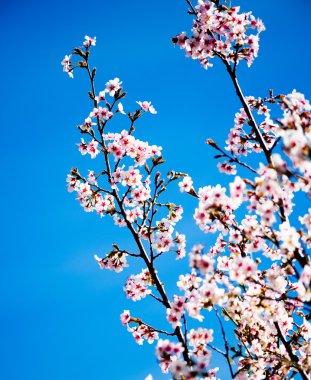 Ağaç Pembe çiçek