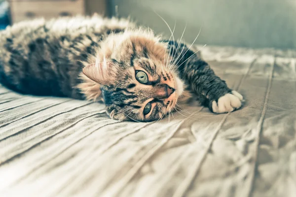 Серый кот на кровати — стоковое фото