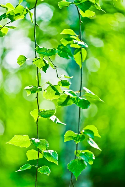 Groene zomer bladeren — Stockfoto