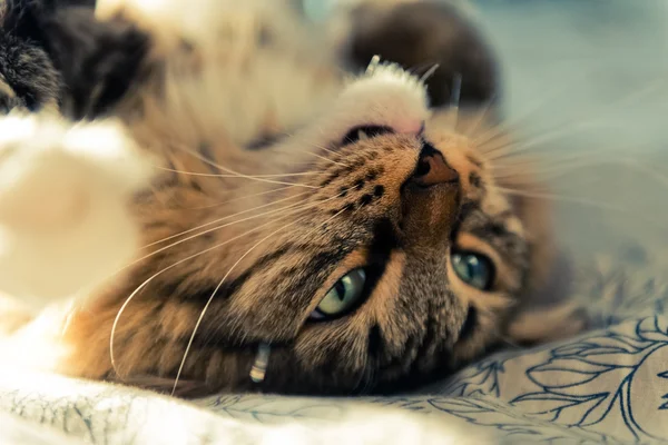 Gato gris en la cama — Foto de Stock