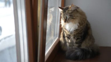 Pencerenin yanında evcil kedi