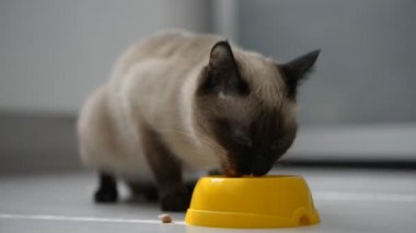 sevimli kedi yemek zevk