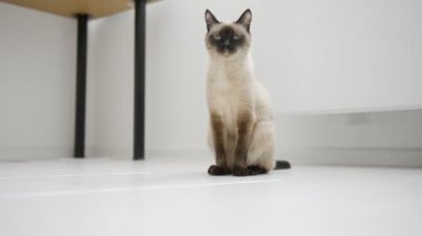 kedi yere oturur