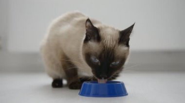 süt içme kedi