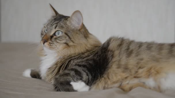 Chat domestique pendant le repos 