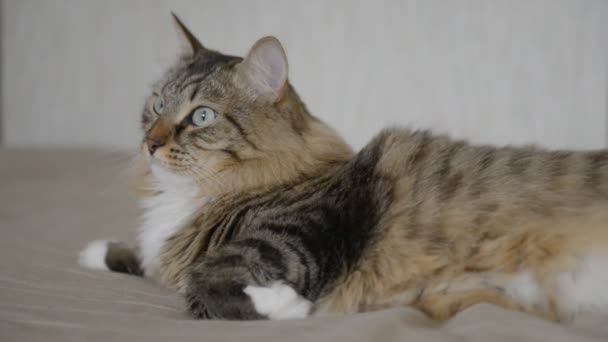 Gato doméstico durante el descanso — Vídeos de Stock