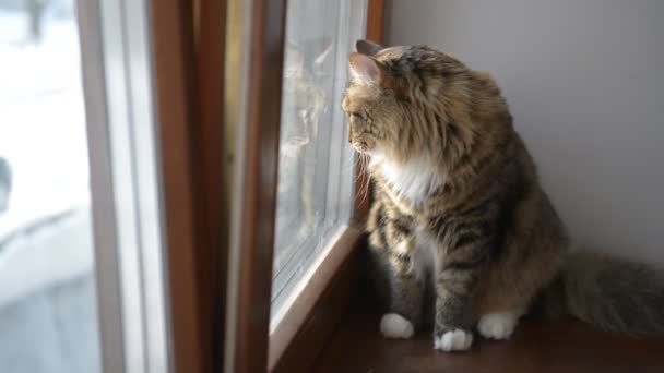 Hauskatze am Fenster — Stockvideo