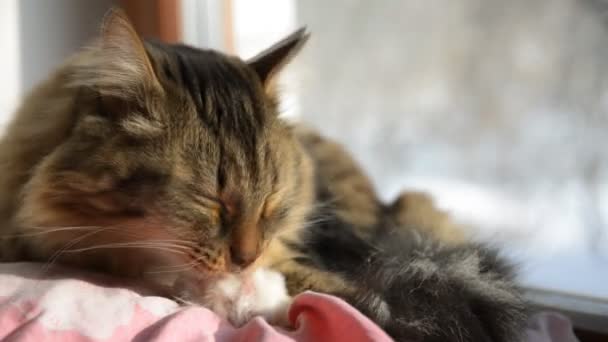 Кошка облизывает и убирает лапы — стоковое видео