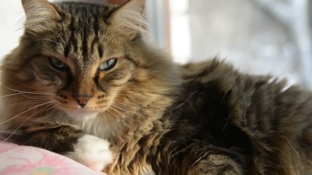 Gato durante el descanso y lamiendo — Vídeo de stock