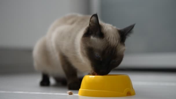 Carino gatto godendo di cibo — Video Stock