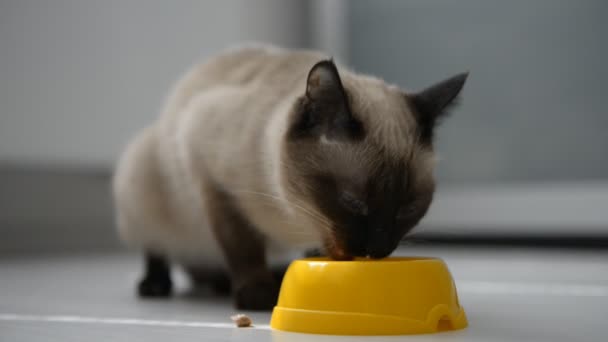 chat mignon appréciant la nourriture 