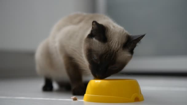 Bonito gato gostando de comida — Vídeo de Stock