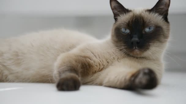 Gato acostado en el suelo — Vídeos de Stock