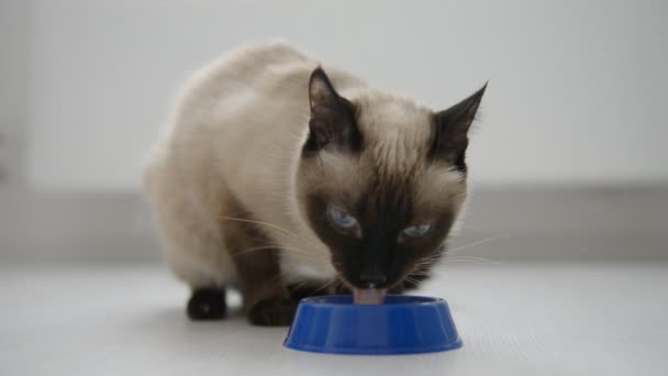 Cat drinking milk — Stock Video