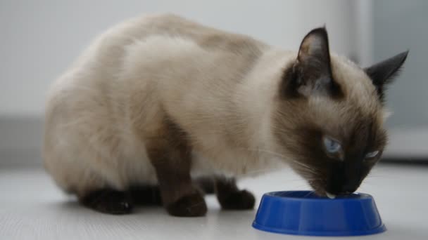 Кішка питного молока — стокове відео