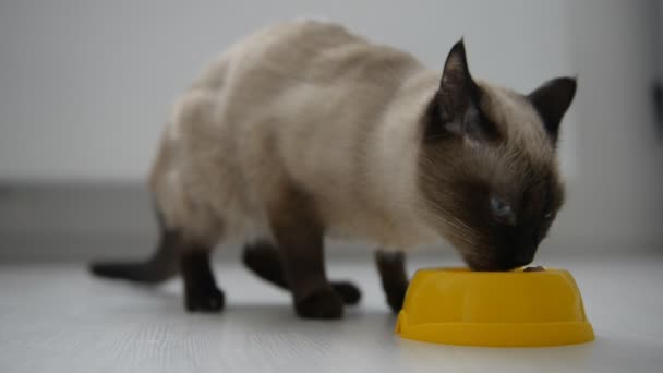 Χαριτωμένο γάτα απολαμβάνει το φαγητό — Αρχείο Βίντεο