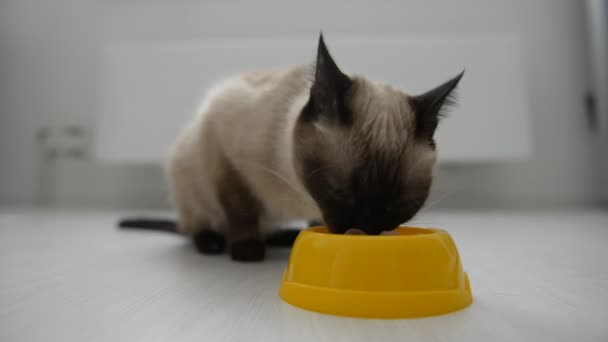 Carino gatto godendo di cibo — Video Stock