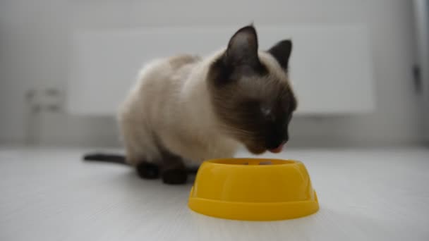 chat mignon appréciant la nourriture 