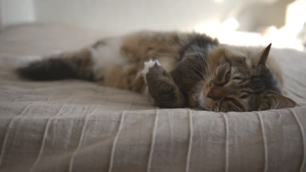 Chat domestique pendant le repos 