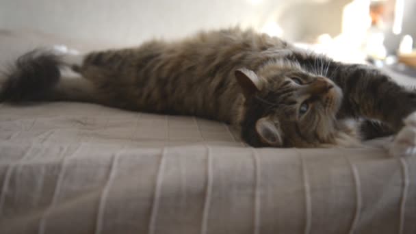 Chat domestique pendant le repos 