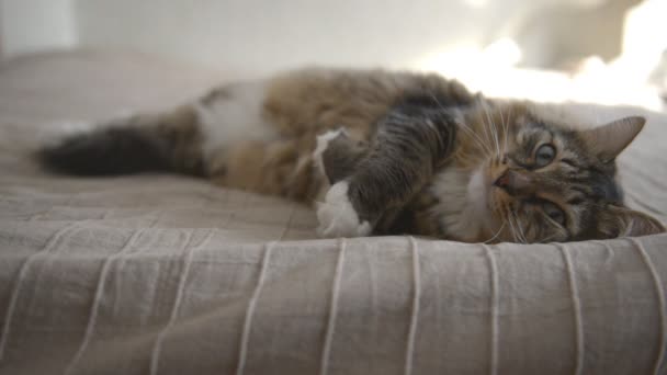 Binnenlandse kat tijdens rust — Stockvideo