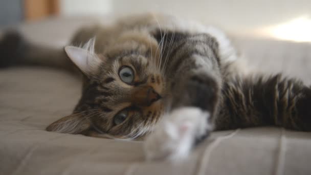 Gato doméstico mentindo e olhando — Vídeo de Stock