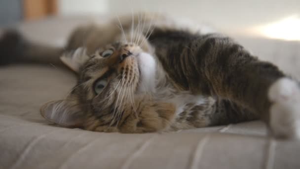 Gato doméstico mintiendo y mirando — Vídeos de Stock