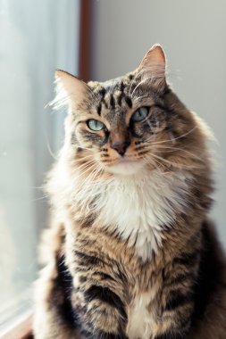 uzun bıyık ile kedi