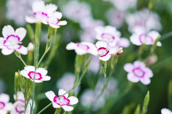 Pink blooming flowers — Stock Photo, Image