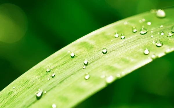 Зелений лист і краплі води — стокове фото