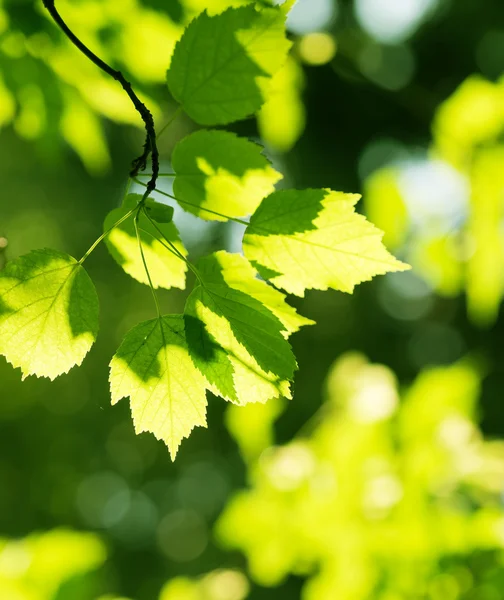 Hojas verdes de verano — Foto de Stock