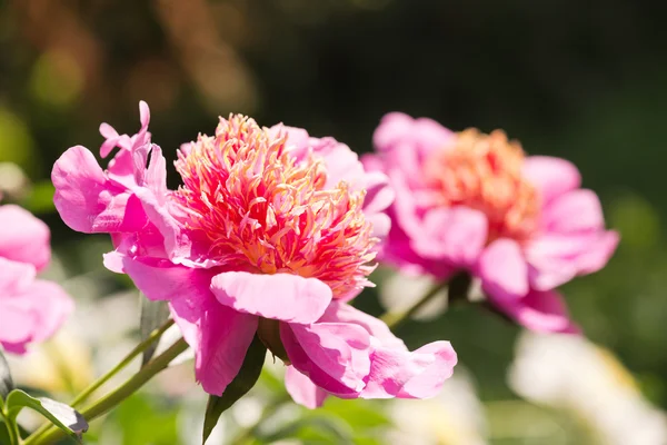 Roze pioenroos — Stockfoto