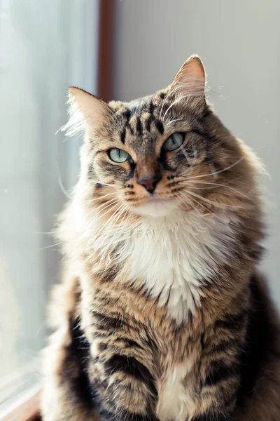 Kucing dengan kumis panjang — Stok Foto