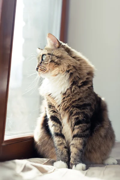 Katt med långa polisonger — Stockfoto