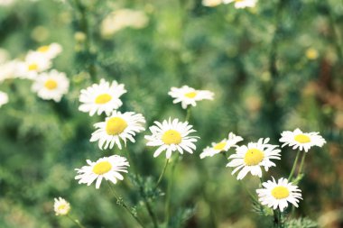 Çayır üzerinde vahşi chamomiles