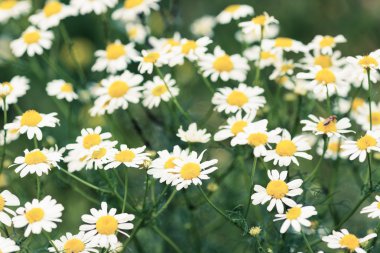 Çayır üzerinde vahşi chamomiles