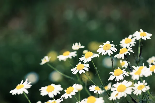 Wild chamomiles on meadow — Stock Photo, Image