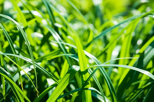 Fresh thick grass — Stock Photo, Image