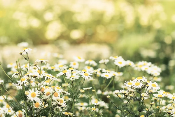 Camomilles sauvages sur prairie — Photo