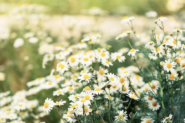 Wild chamomiles on meadow — Stock Photo, Image