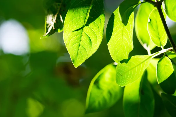 Groene bladeren, ondiepe focus. — Stockfoto