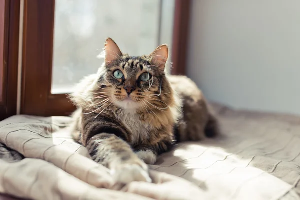 Grijze kat liegen — Stockfoto