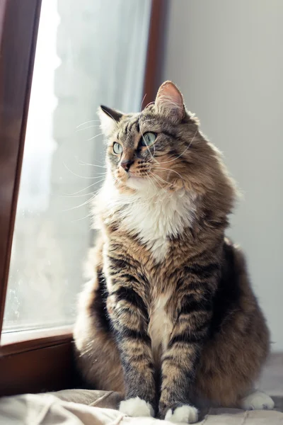 Katze schaut aus Fenster — Stockfoto